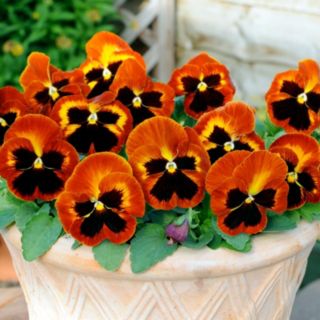 YouGarden Pansy Pumpkin Garden Ready Plants x 20