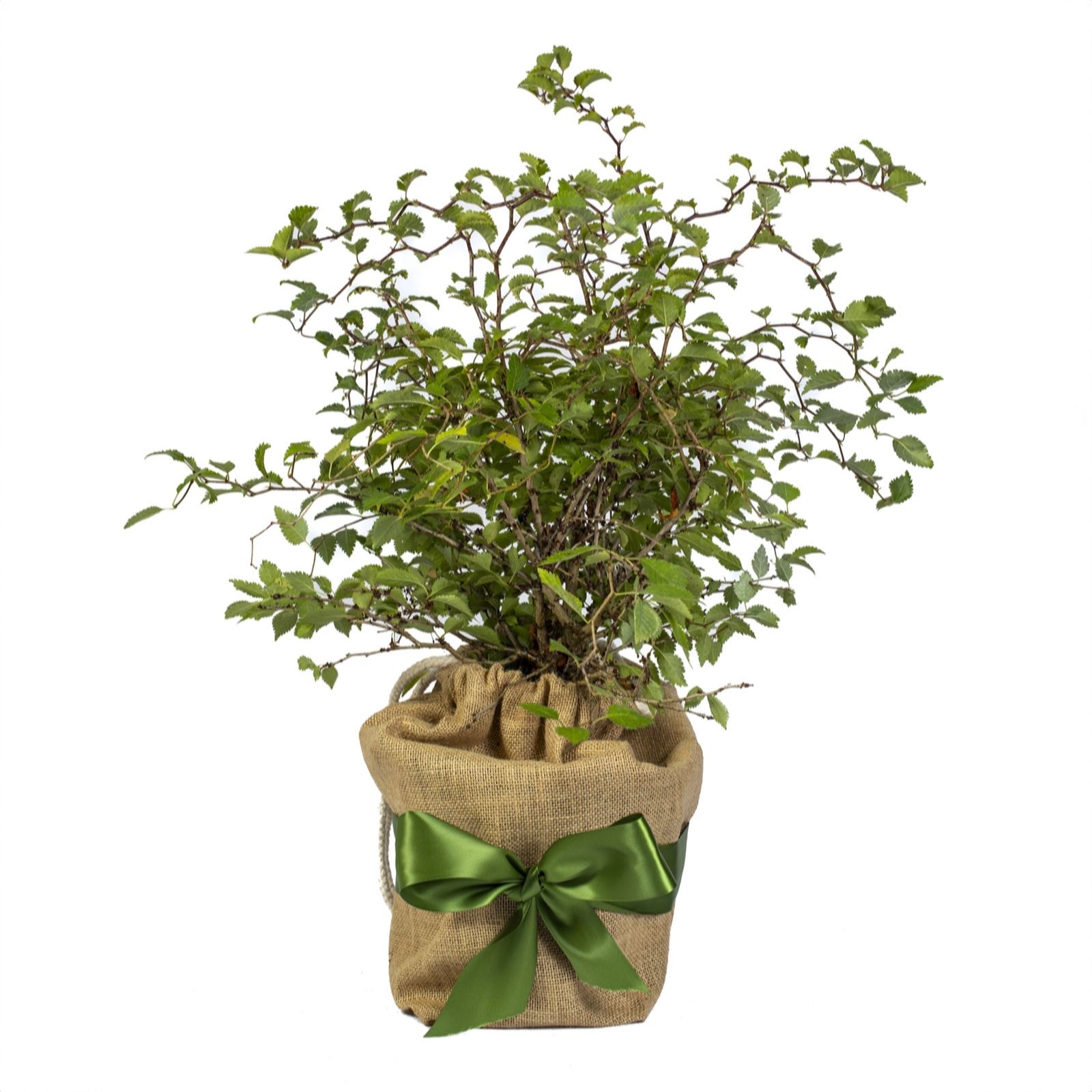 YouGarden Prunus Incisa "Kojo-No-Mai" in a 3L Pot Gift Wrapped