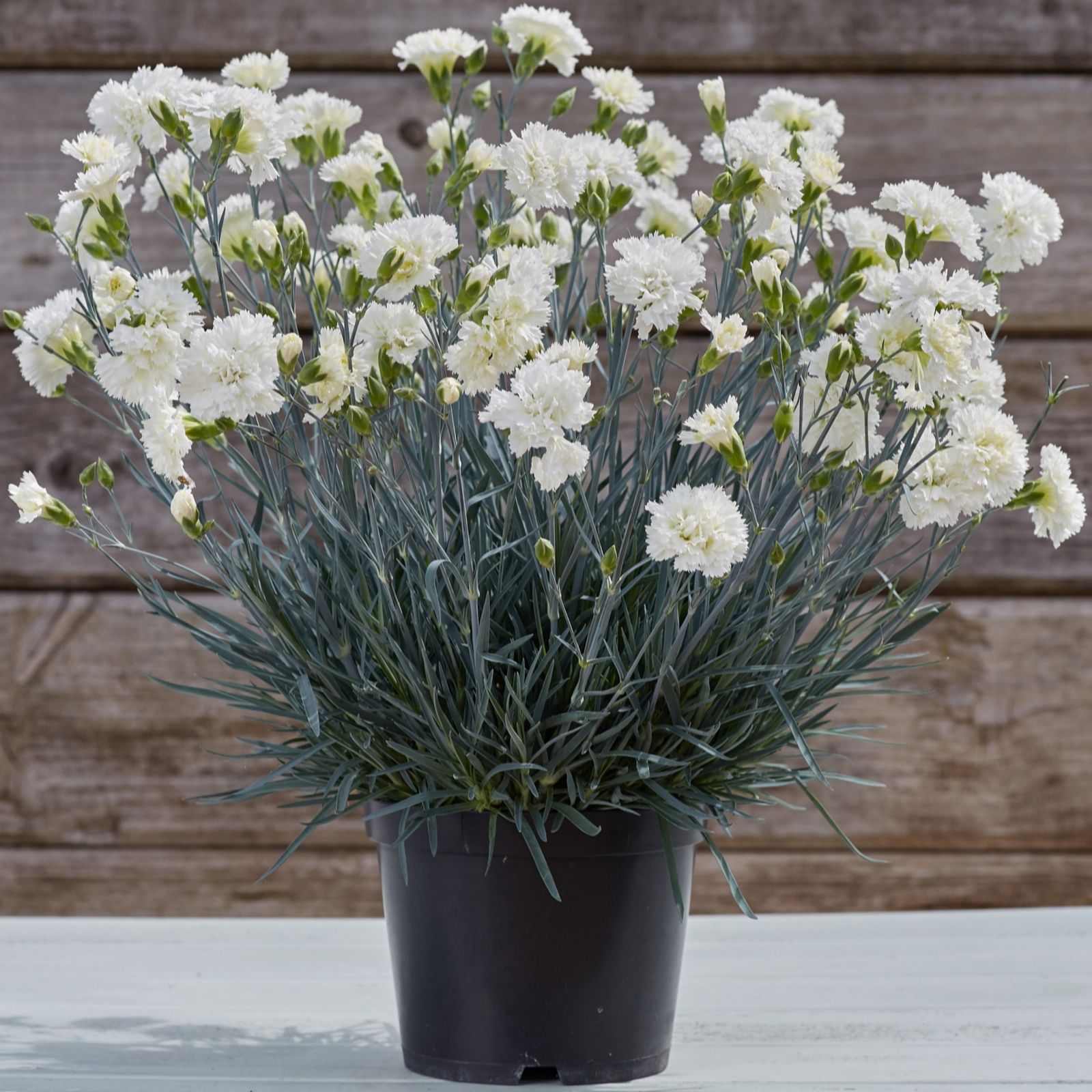 Richard Jackson Dianthus Memories 3 x 9cm pot