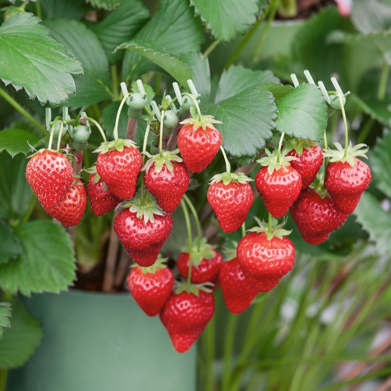 Plants2Gardens Long Harvest Strawberry Collection