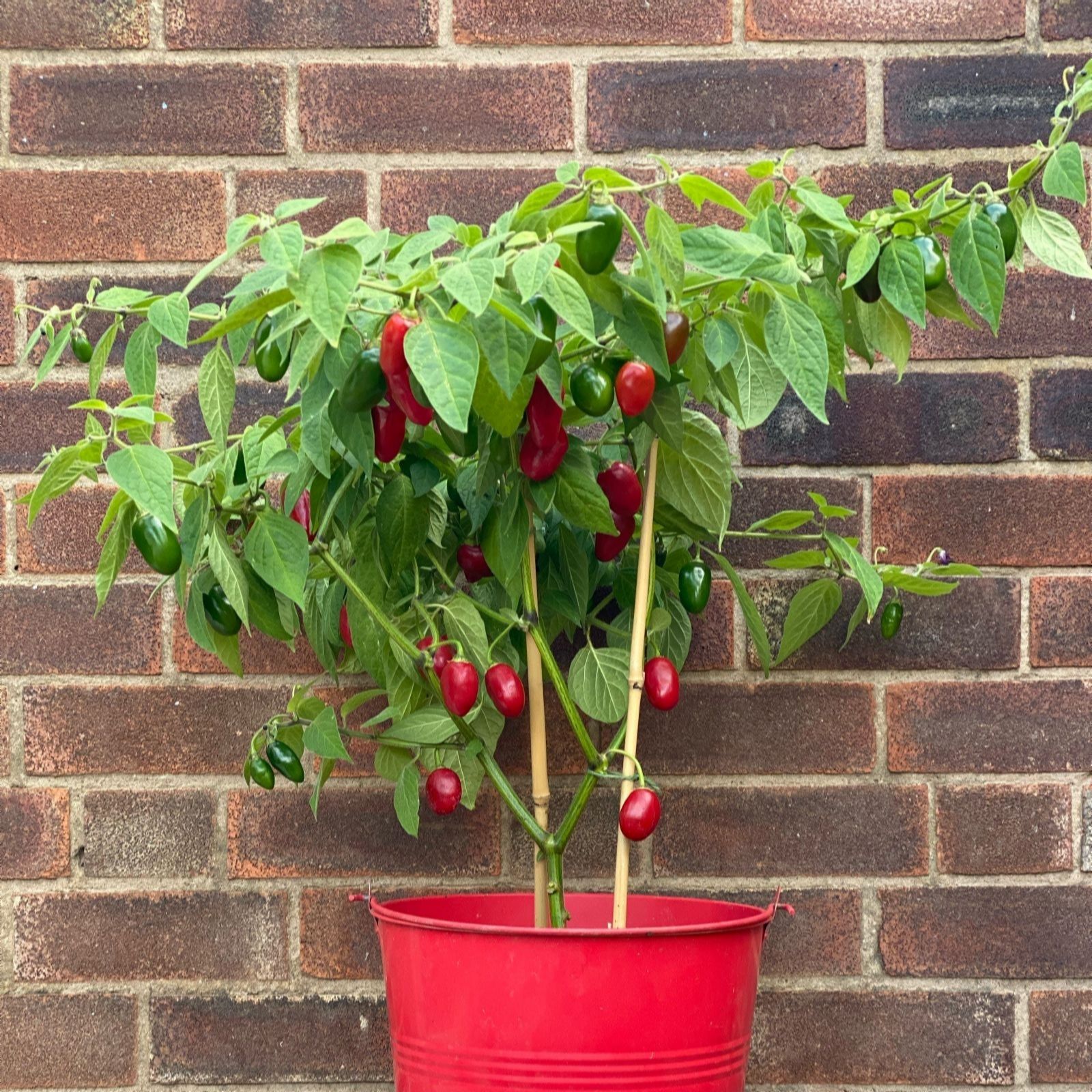 Suttons Pepper (Chilli) Scallywag 9cm Pot x 3