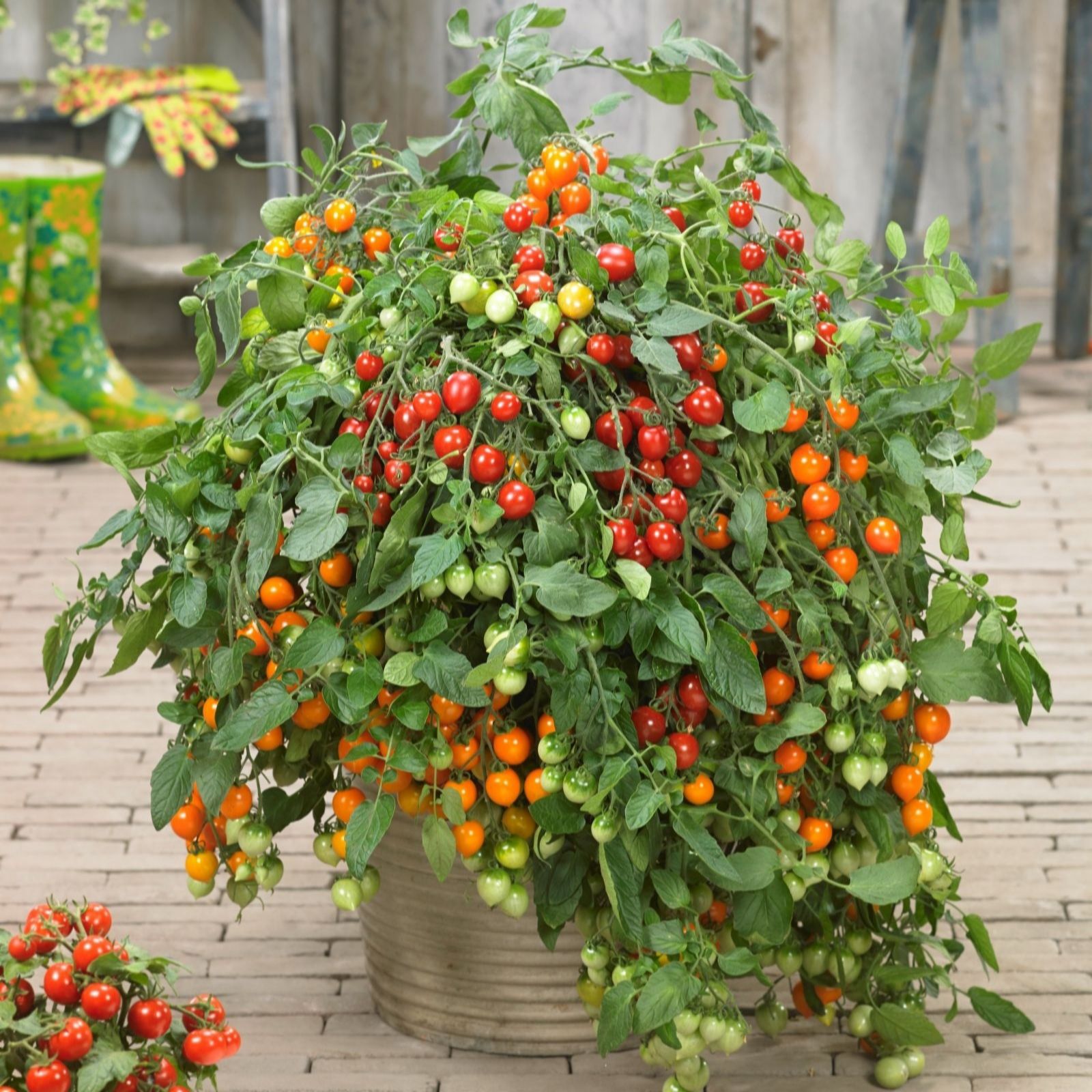 Suttons Tomato Double Love 2 Litre Pot x 1