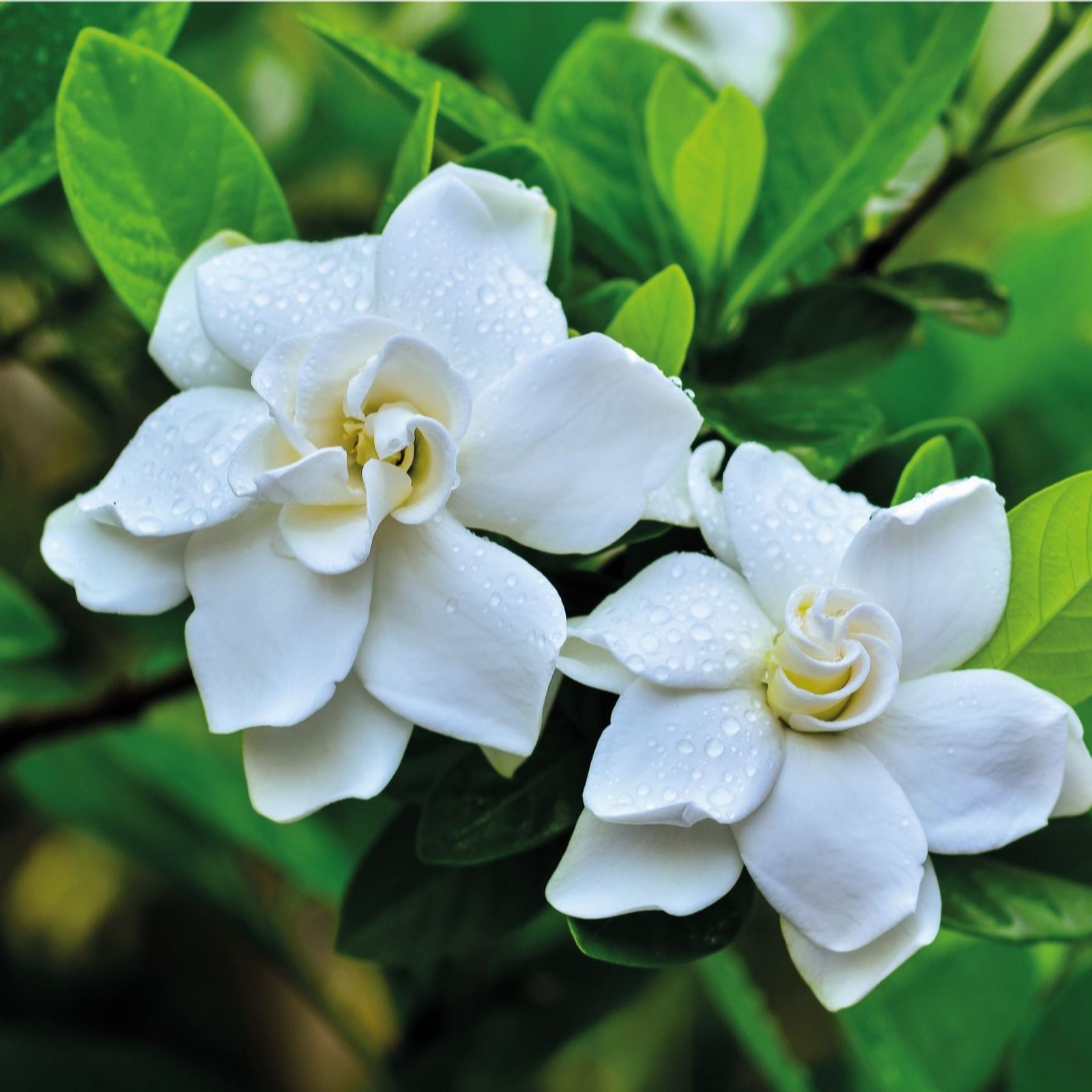  Thompson & Morgan Gardenia Jasminoides Crown Jewels 9cm Pot x 2