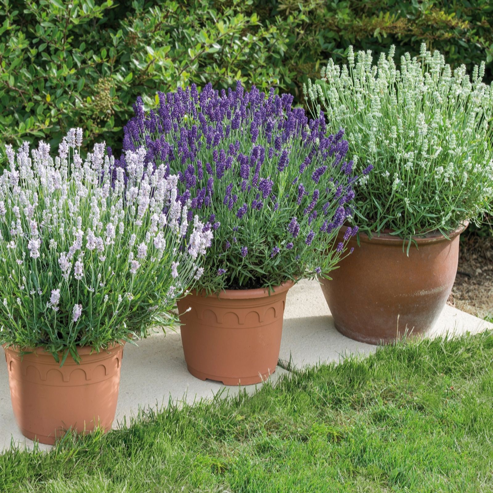 de Jager Lovely Kerley BeeZee Lavender Collection x 9