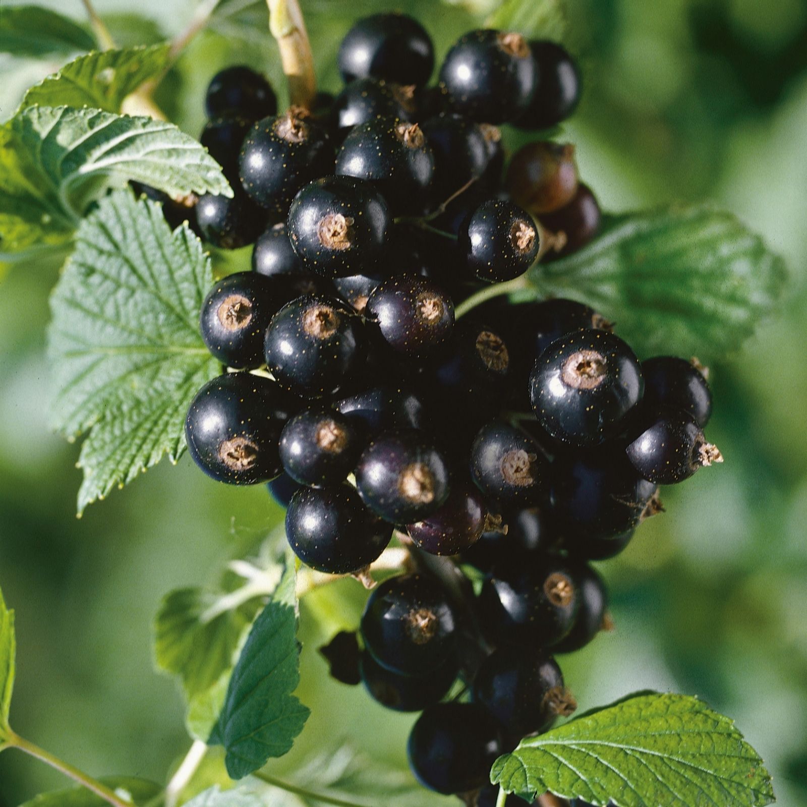 Plants2Gardens Ribes Titania 5ltr