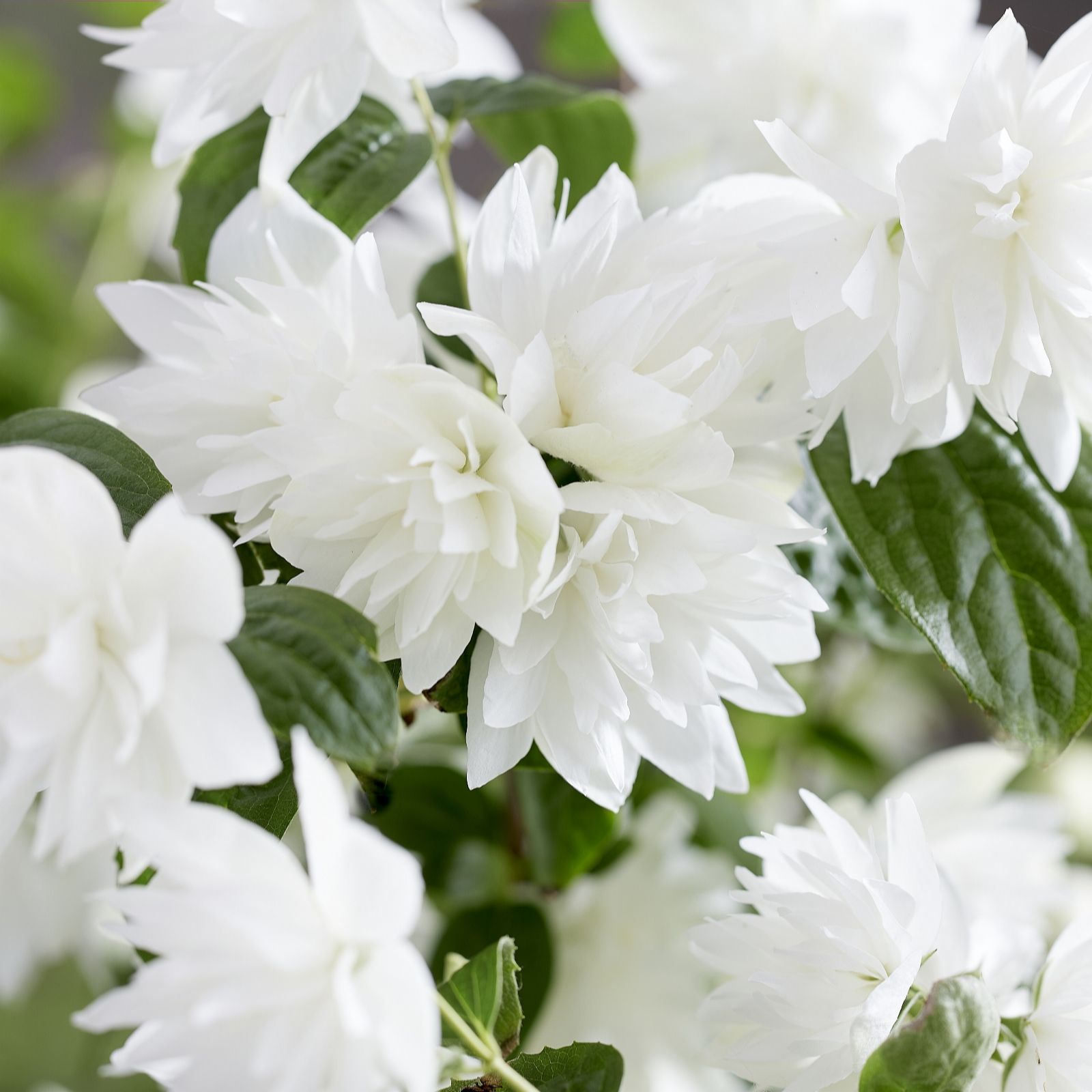 Plants2Garden Philadelphus Pearls of Perfume 4.5ltr