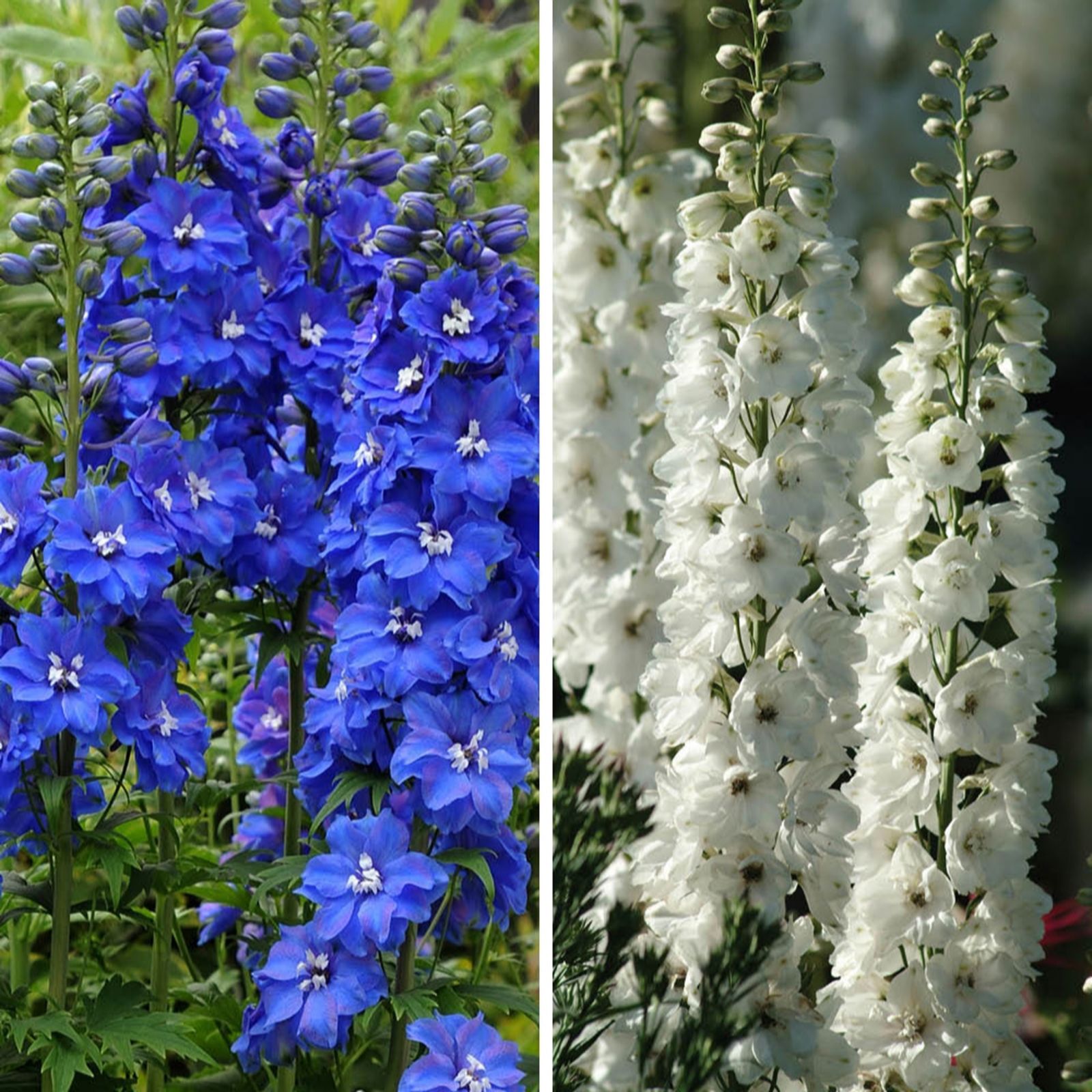 YouGarden Delphinium Collection in 3L Pots x2