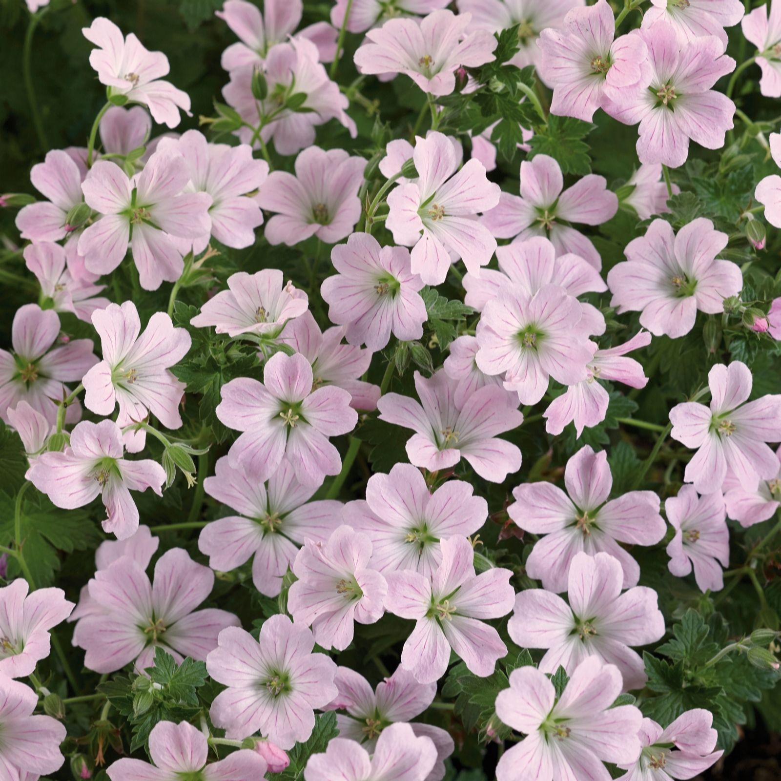 Plants2Gardens Geranium Dreamland 3x 2 L Potted Plants