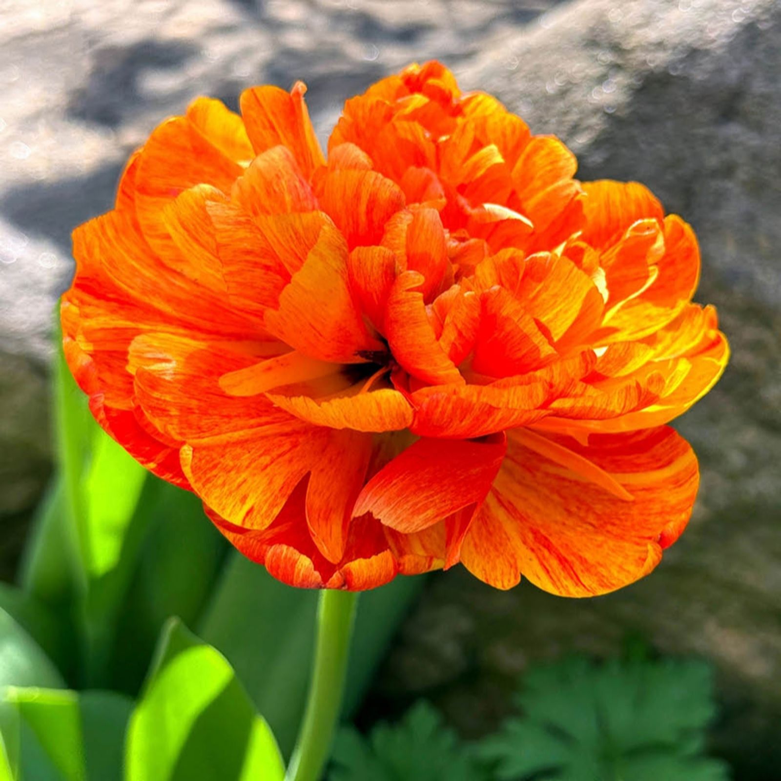 YouGarden Tulip 'Sunlover' x30 bulbs
