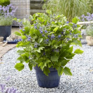 Plants2Gardens Clematis New Love in 2 Litre Pot