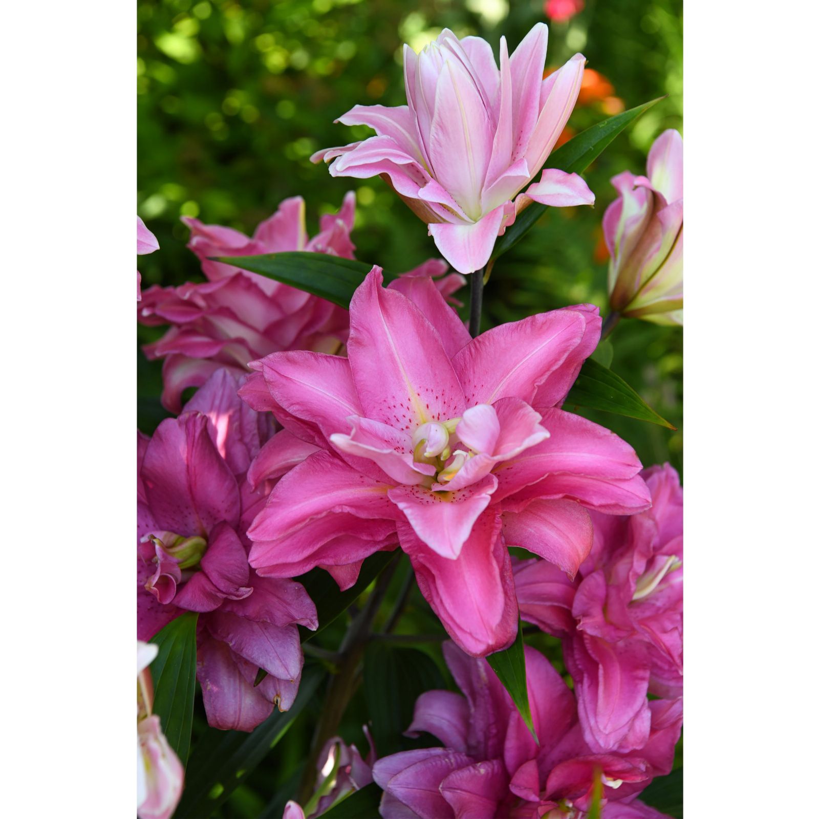 Thompson & Morgan Lily Pink Perfection 6 Bulbs - QVC UK