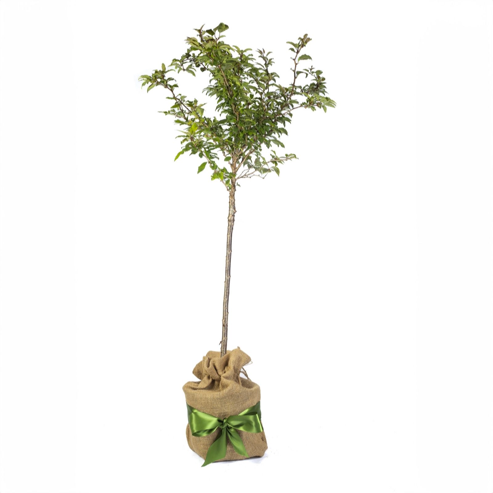 YouGarden Prunus 'Kojo no Mai' standard 90cm tall gift wrapped