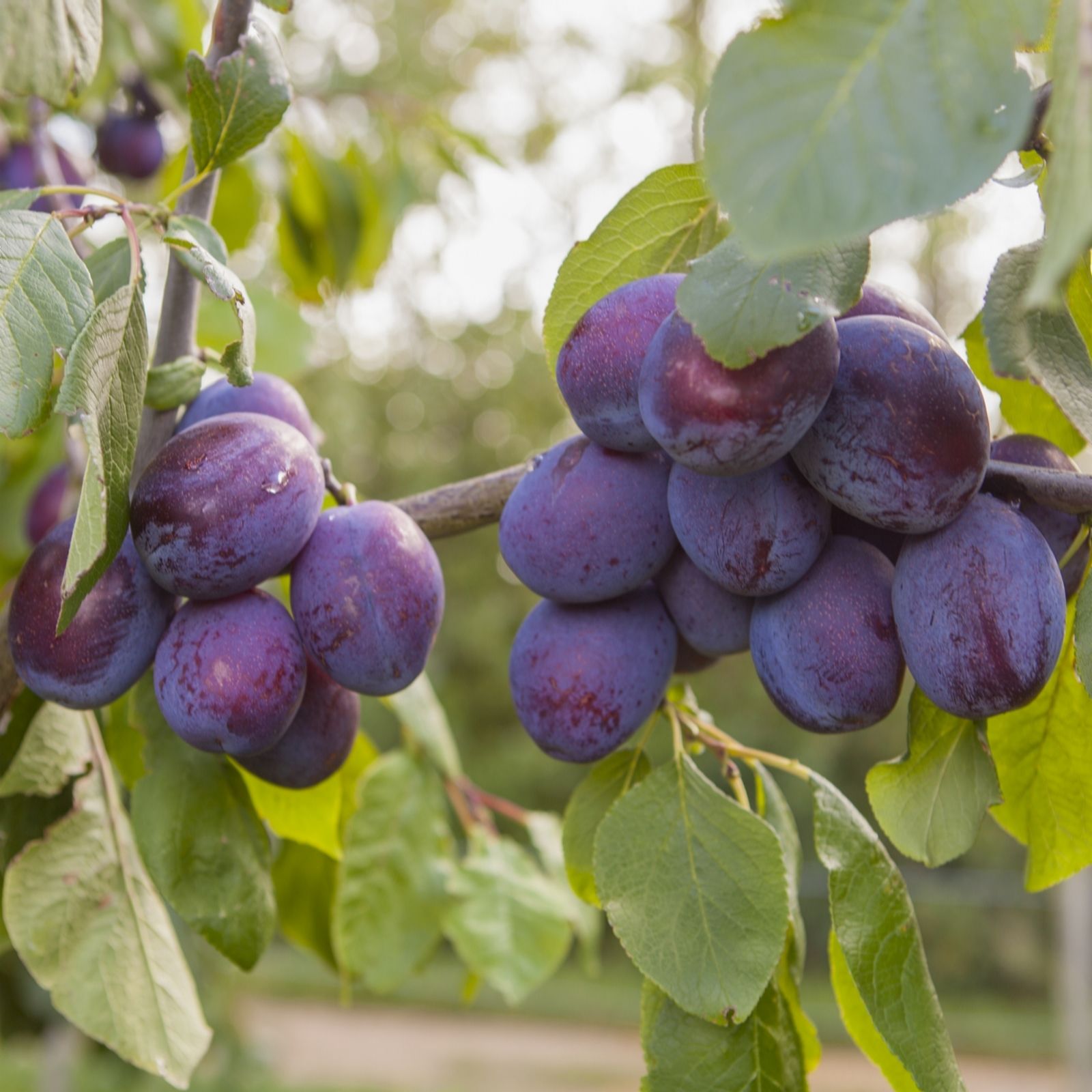YouGarden Plum 'The Czar' in a 5L pot