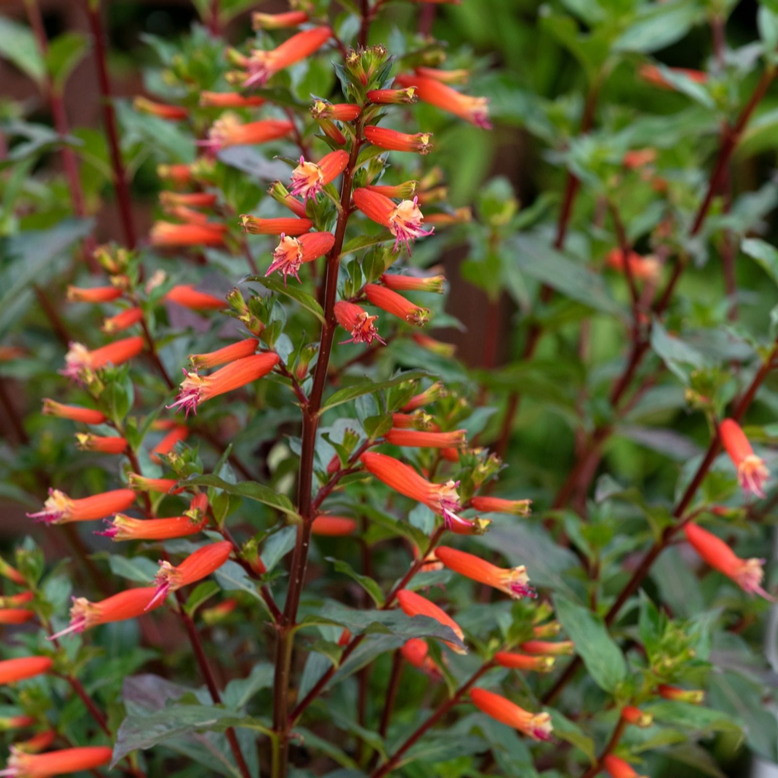 Plants2Gardens Cuphea Fiesta