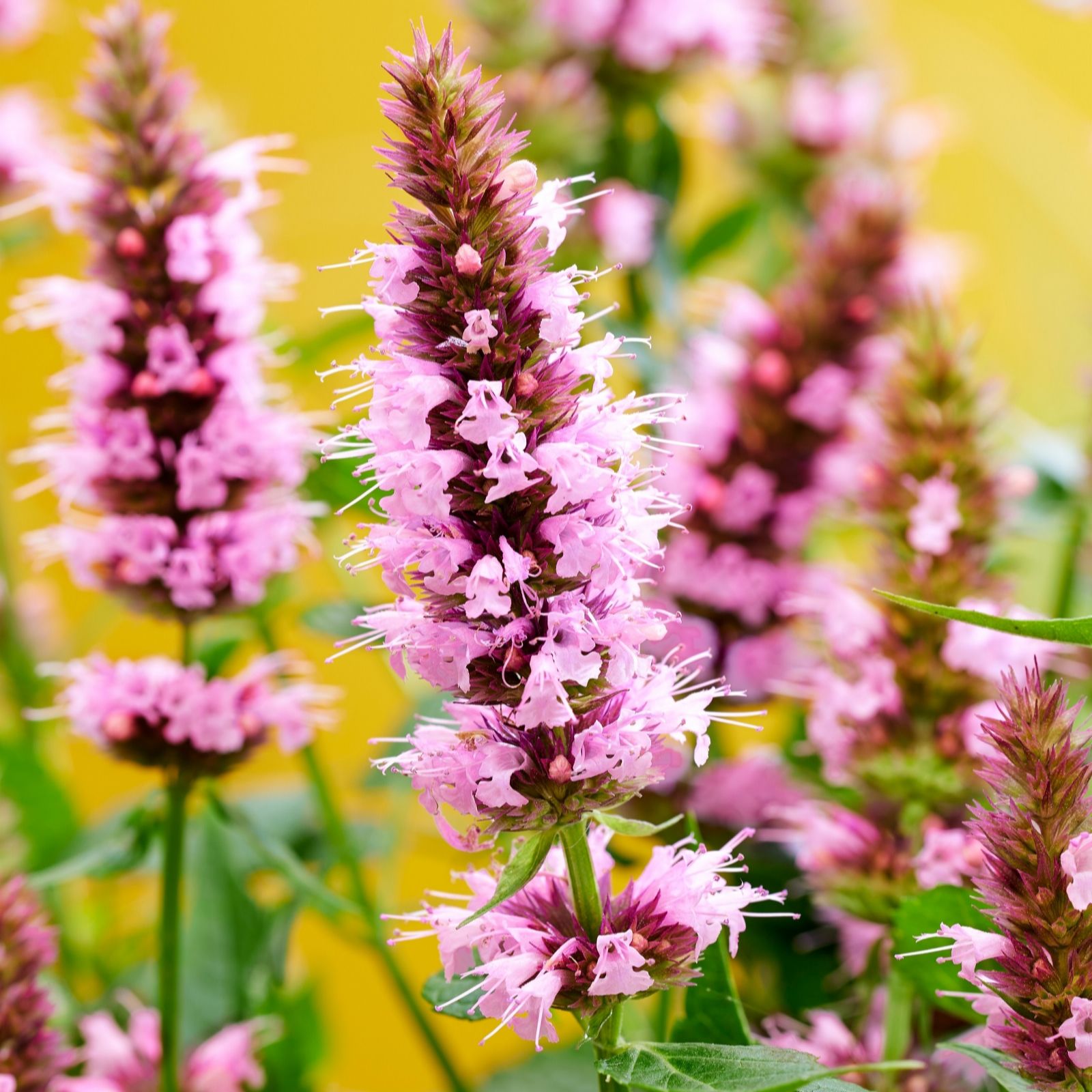 Richard Jackson Agastache Beelicious Pink 2l pot