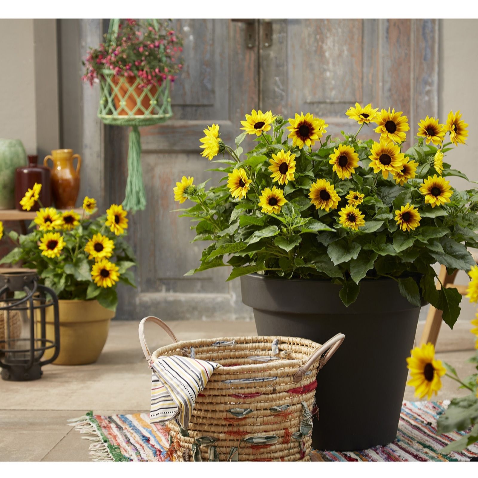 Plants2Gardens Helianthus Sunbelievable 3 x 2ltr