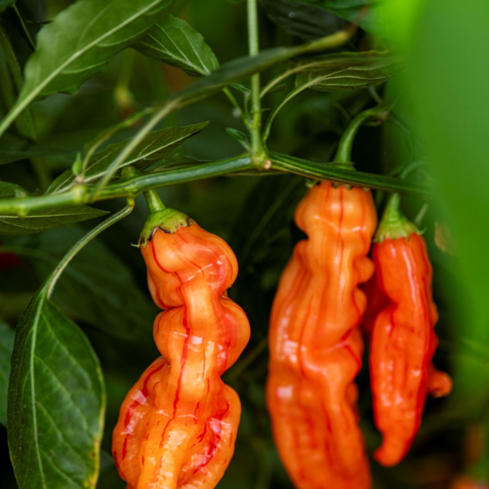 Suttons Pepper (Chilli) Sugar Rush Stripey 9cm Pot x 3