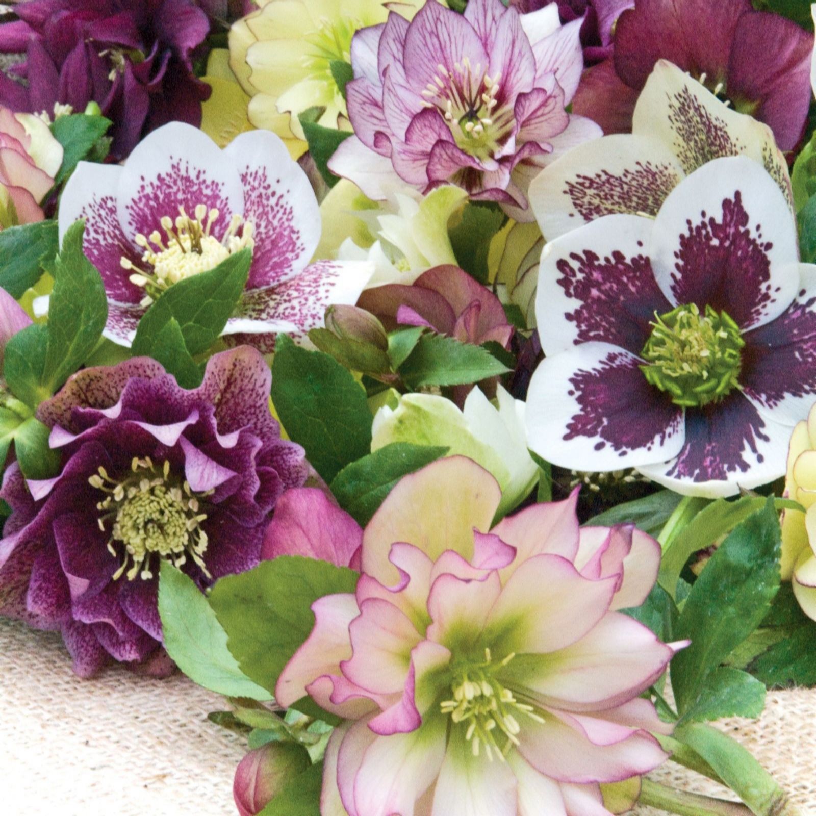 Thompson & Morgan Helleborus Breeders Mix 5 Jumbo Plugs