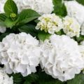 Plants2Gardens Hydrangea Forever & Ever 2ltr