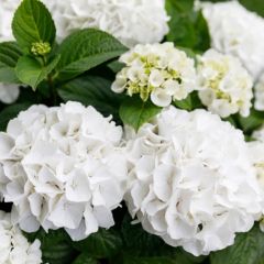 Plants2Gardens Hydrangea Forever & Ever 2ltr
