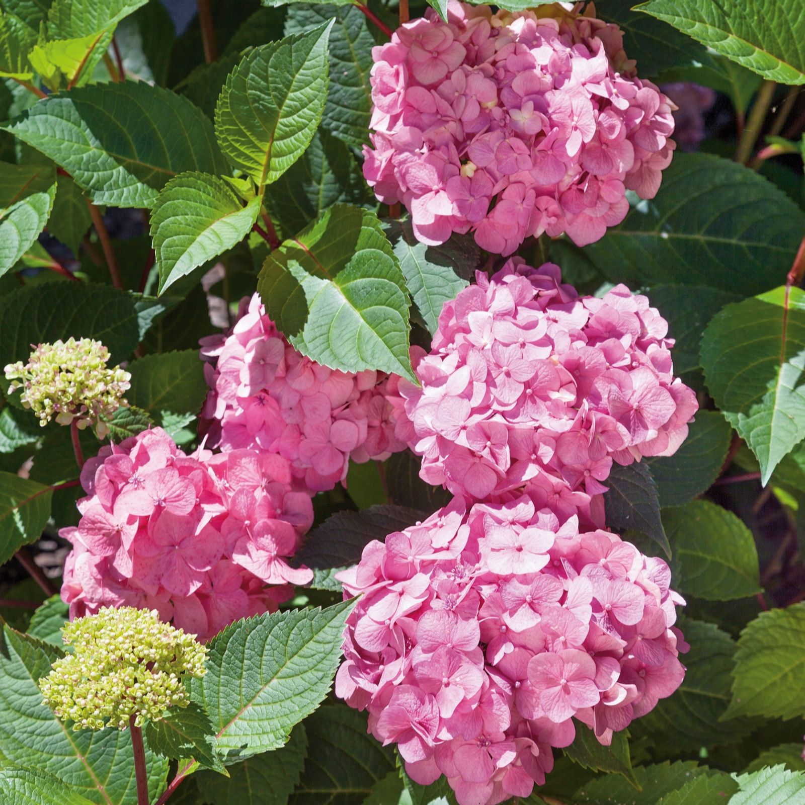 Plants2Gardens Hydrangea Forever & Ever 2ltr