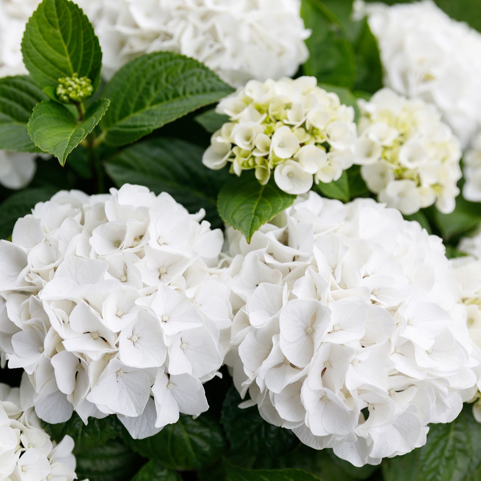 Plants2Gardens Hydrangea Forever & Ever 2ltr