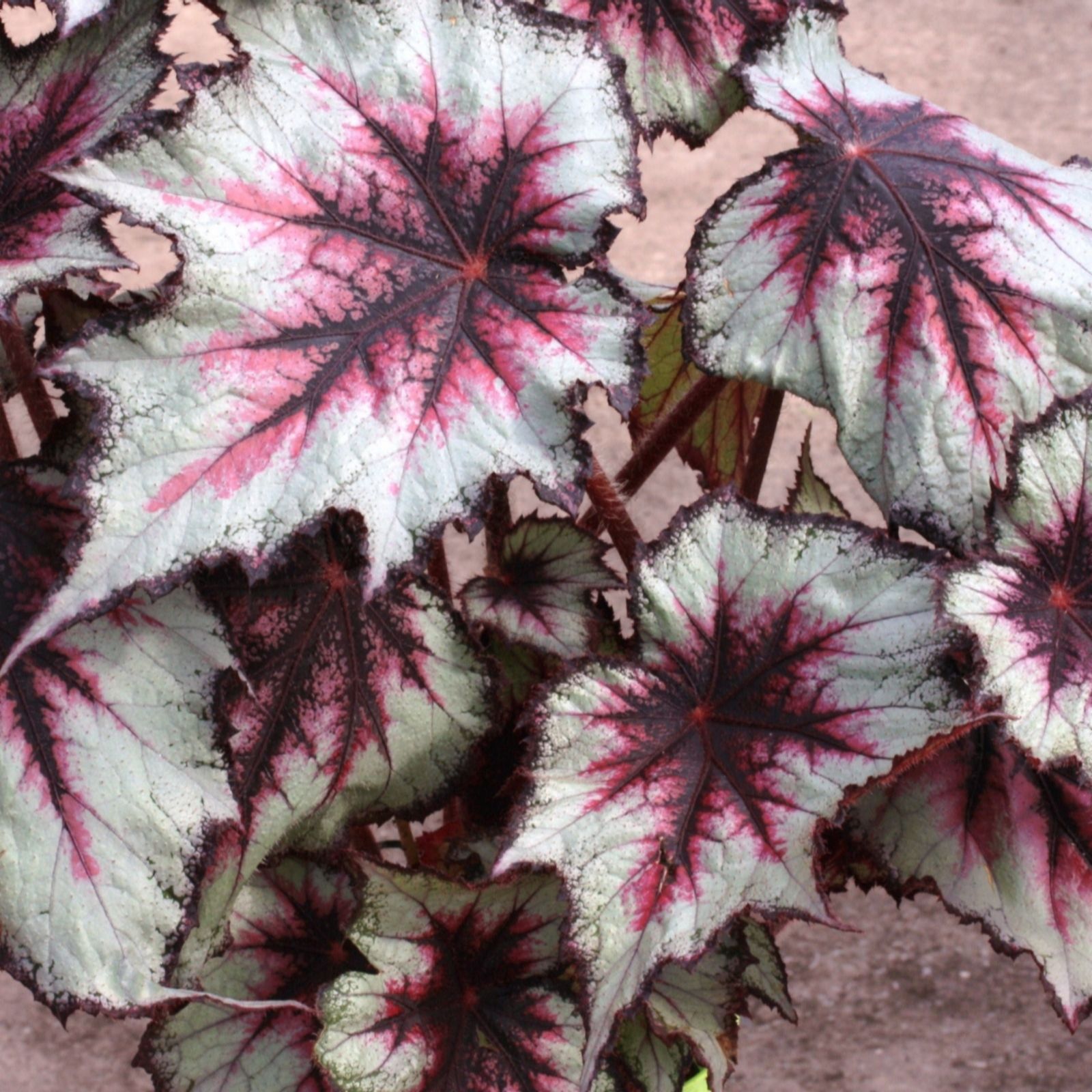 Dibleys Begonia Silver Spirit