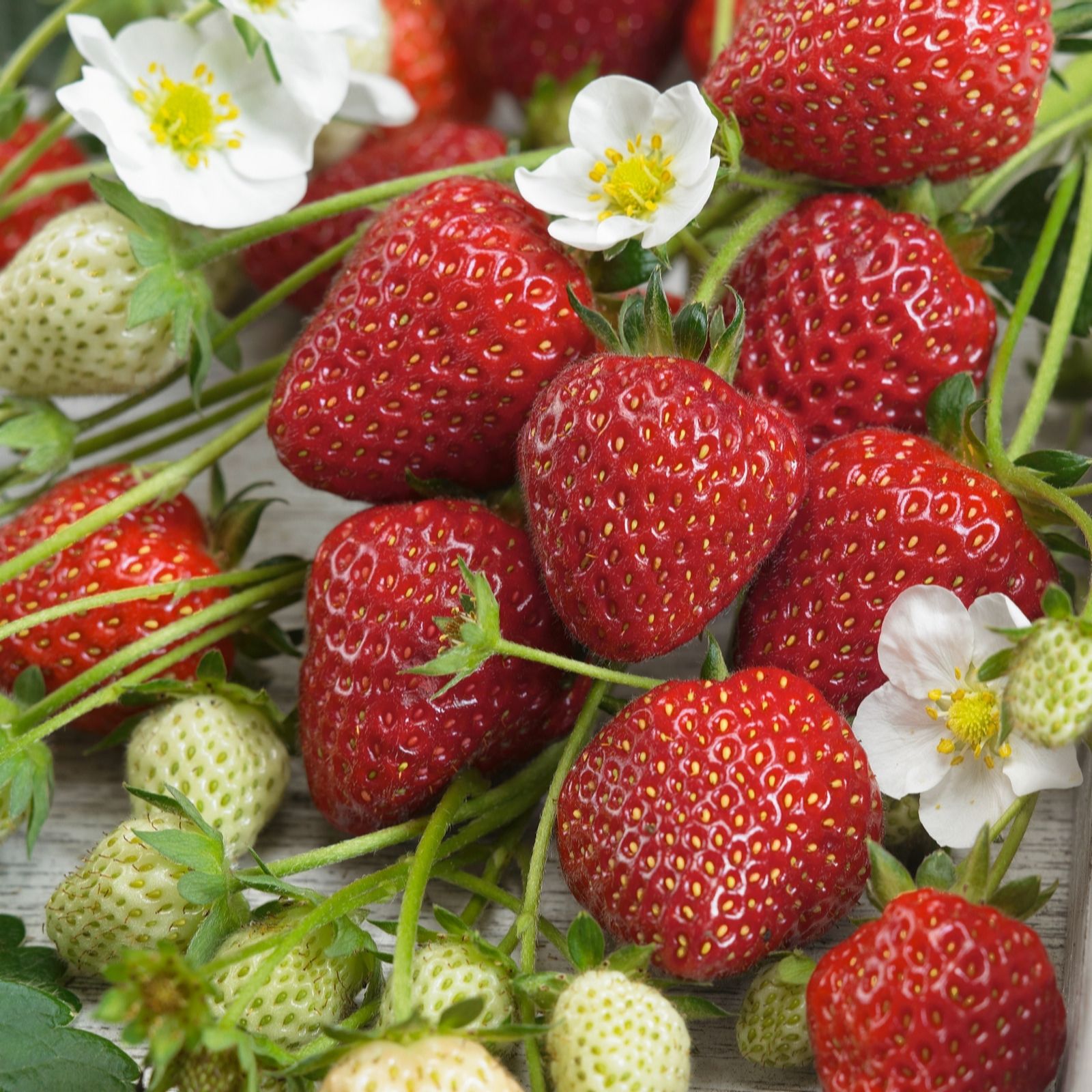 Plants2Gardens Strawberry Collection 12 x 6cm