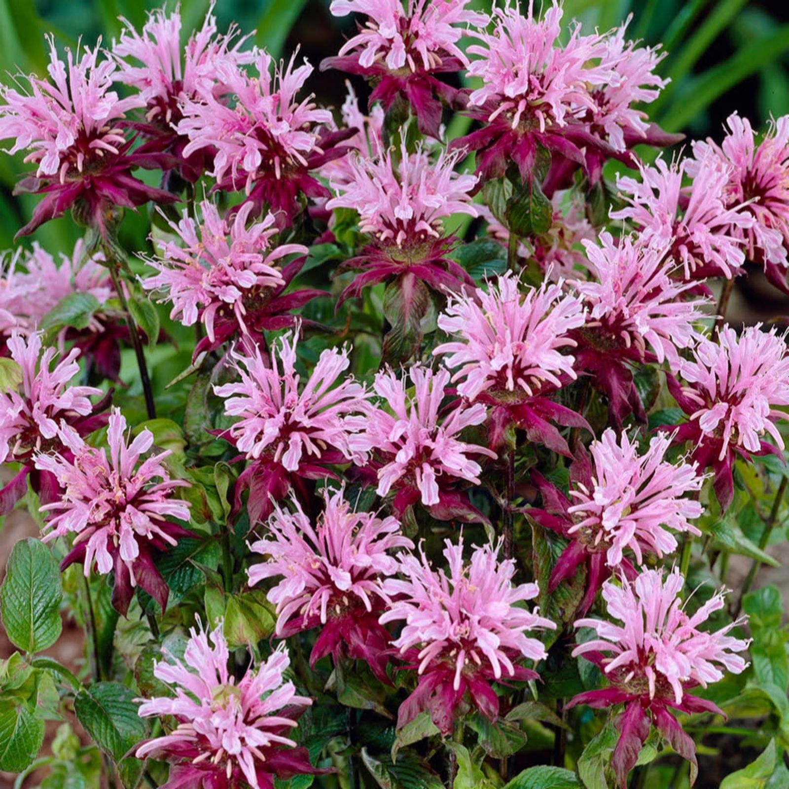 YouGarden Monarda 'Beauty of Cobham' in 9cm Pots x3