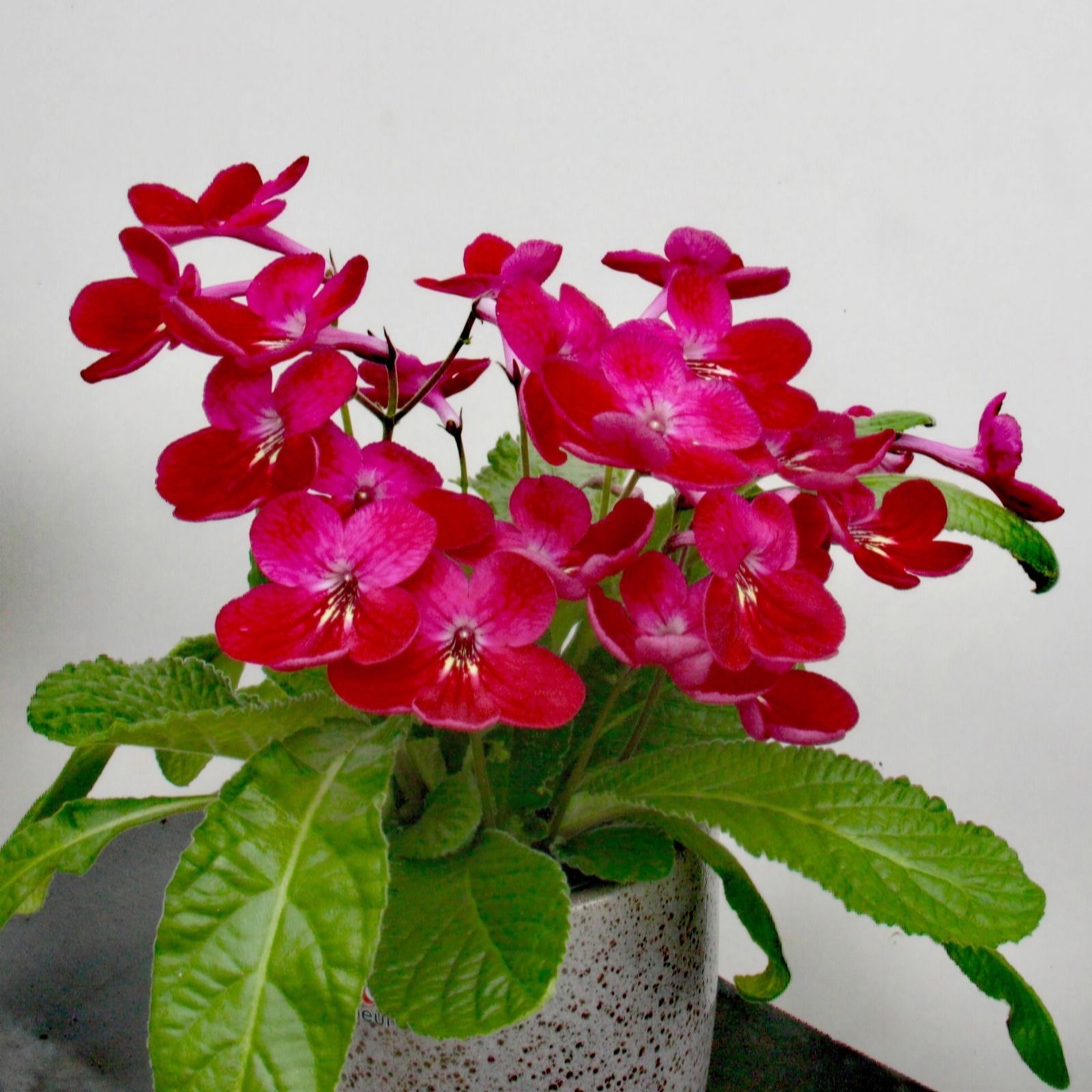 Dibleys Streptocarpus Holly