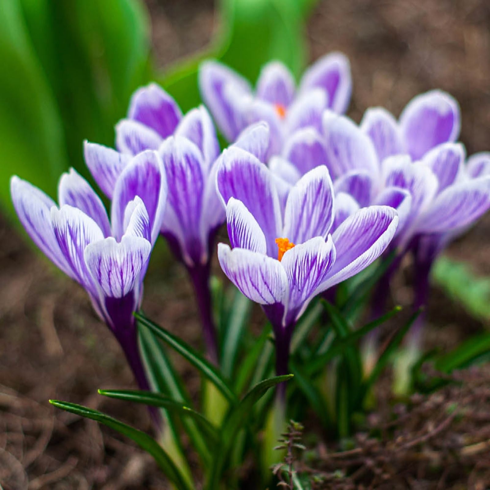 YouGarden Crocus 'King of Stripes' x50 Bulbs