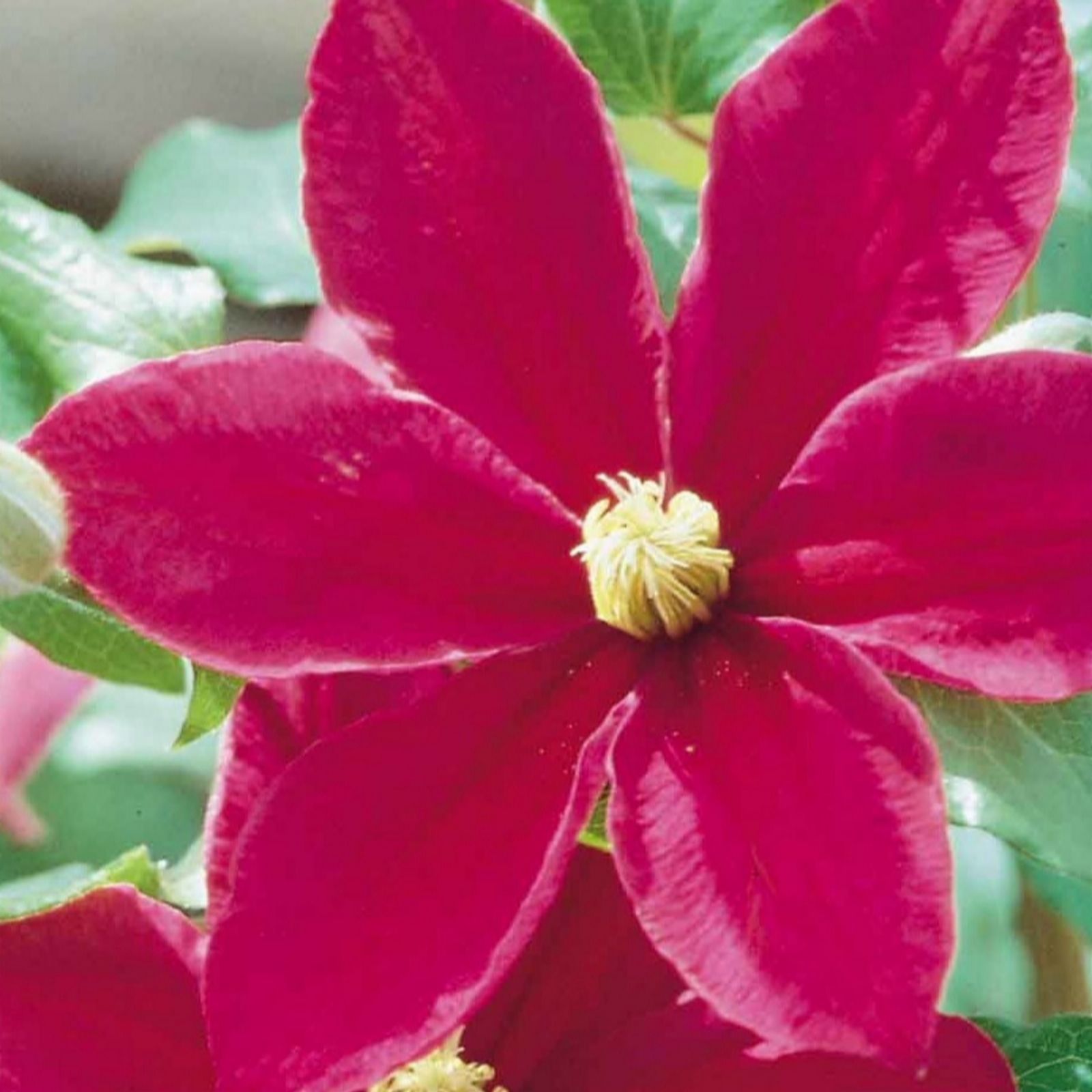 Richard Jackson Clematis Sunset 1x 3 Litre Pot