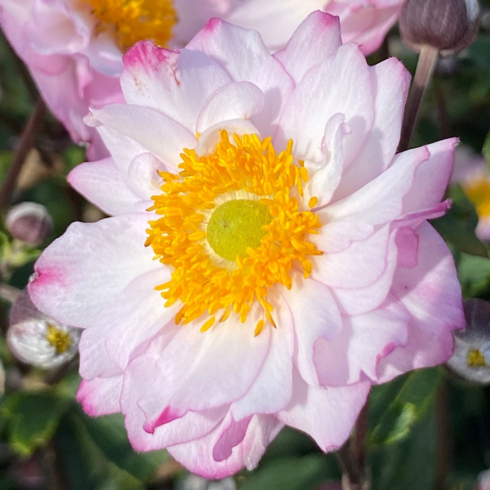 Richard Jackson Anemone Royal Candy 2L Pot