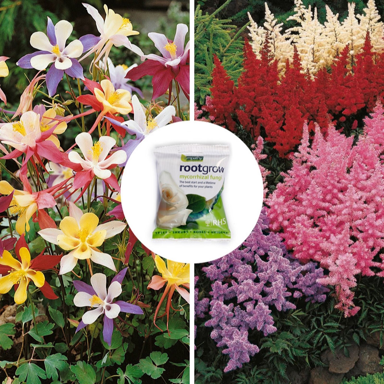 YouGarden Shade Loving Bare Root Collection