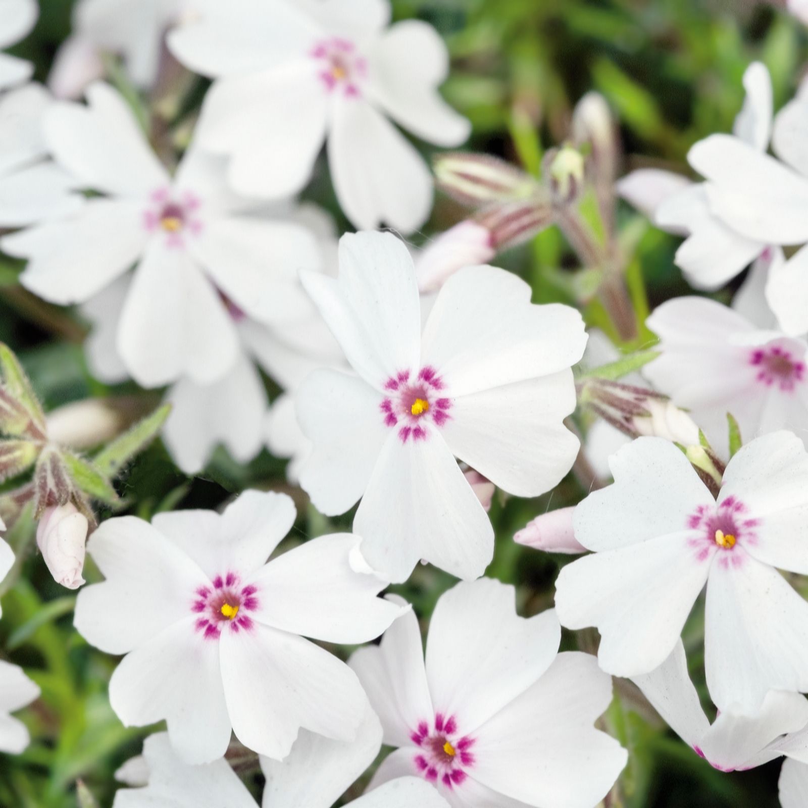 Plants2Gardens Phlox Amazing Grace 3 x 9cm