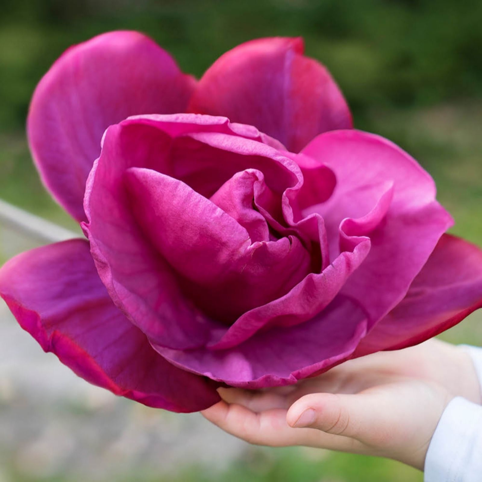 YouGarden Magnolia 'Meganolia'