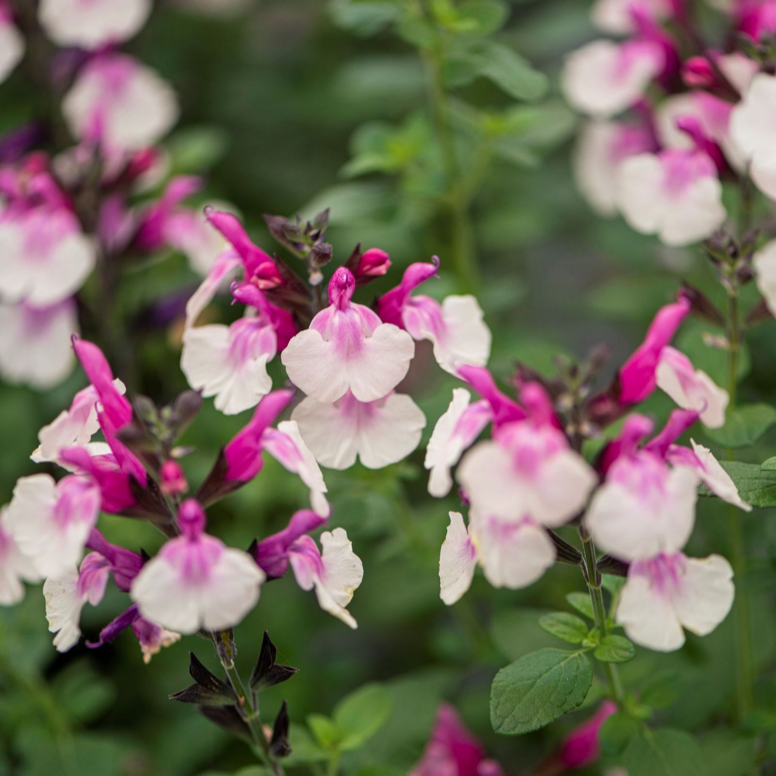 Thompson & Morgan Salvia Melba Duo 6 Postiplugs