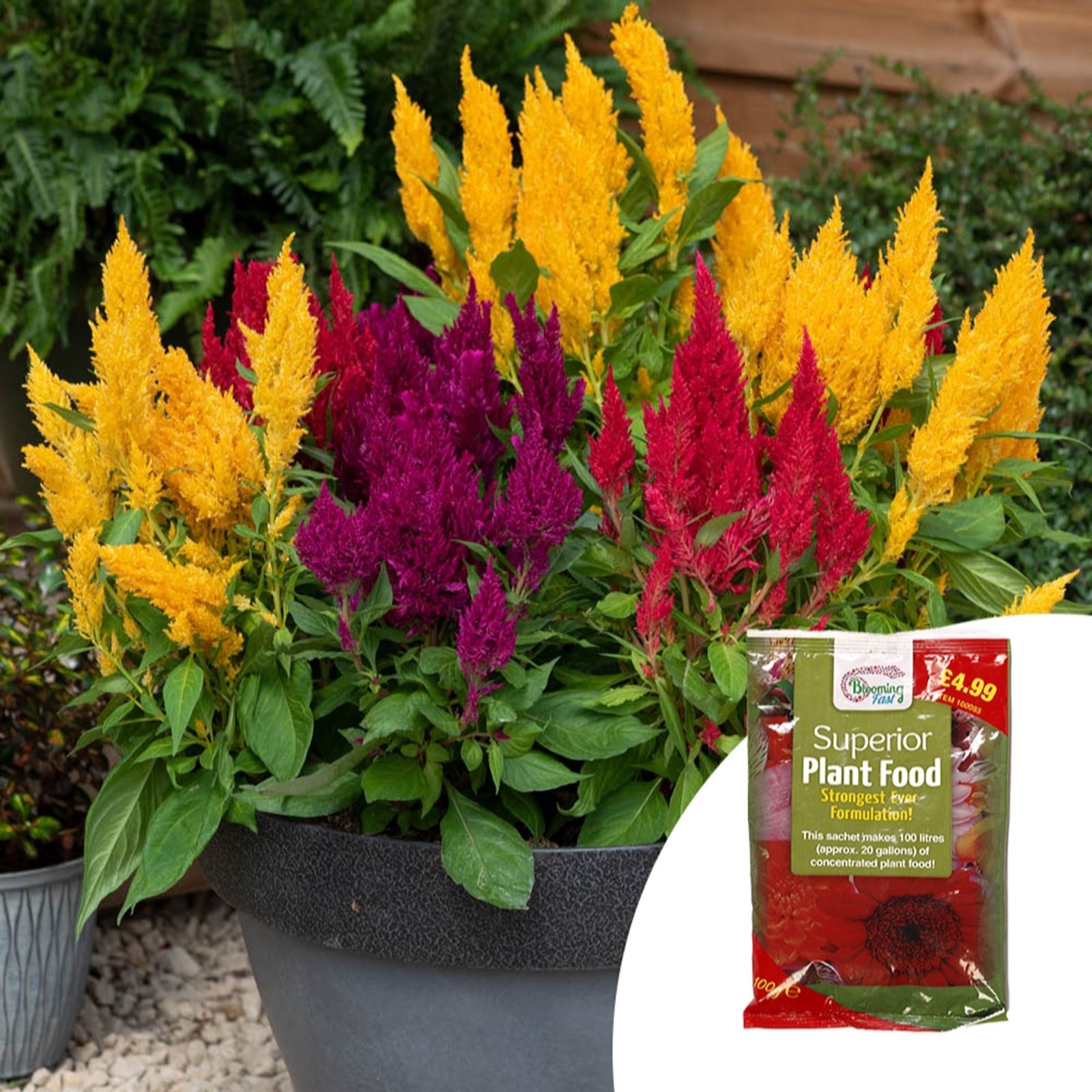 YouGarden Celosia First Flame Mixed Plug Plants x12 & 100g Fertiliser