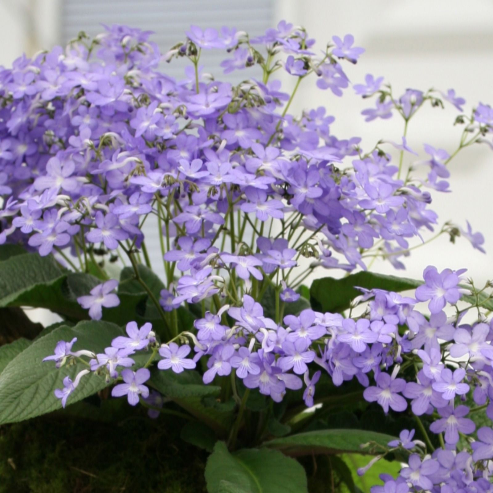 Dibleys Streptocarpus Falling Stars