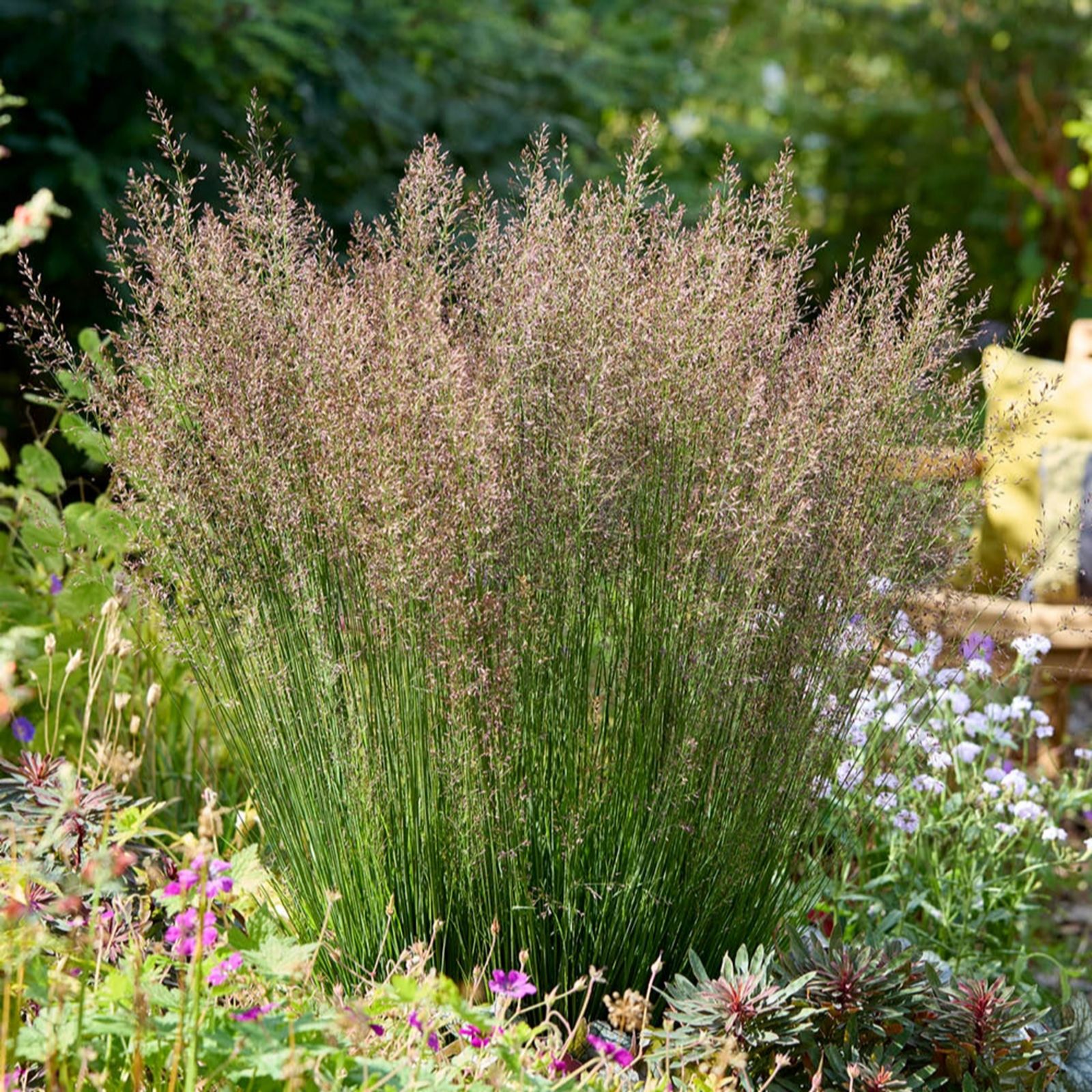 YouGarden Molinia caerulea Banshee' in 9cm pots x3