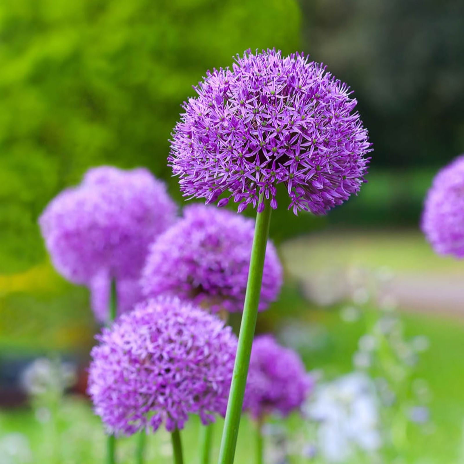 YouGarden Allium 'Gladiator' x 6 Bulbs