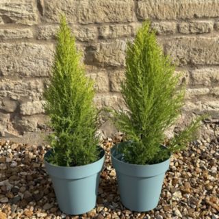 Plants2Gardens Cupressus Goldcrest x2 Potted Plants in 1 Litre Pots