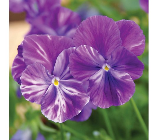 de Jager Highly Scented Perennial Viola 6x 3.2cm Young Plants