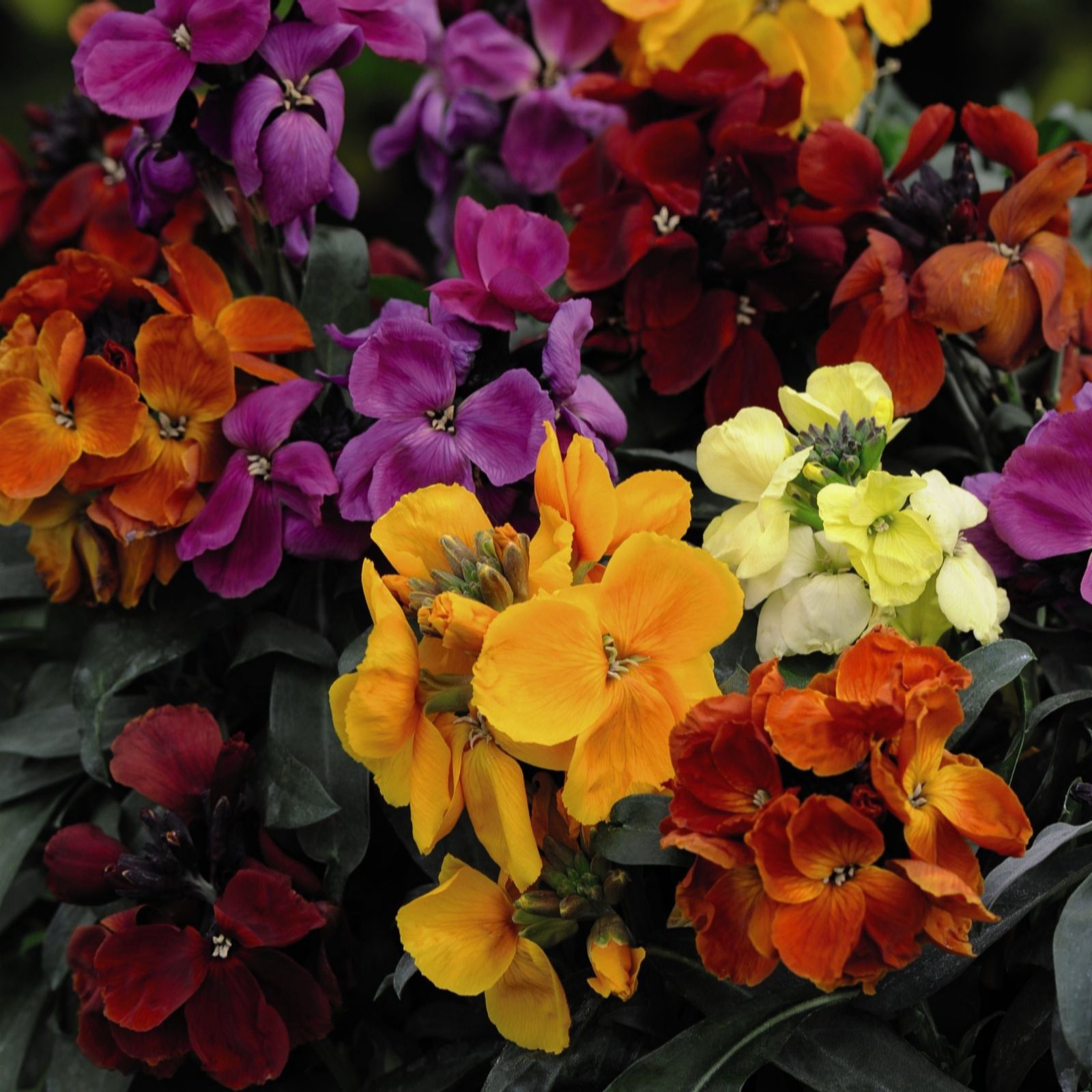 Thompson & Morgan Wallflower Dwarf Scented Mixed Bare Roots x 40
