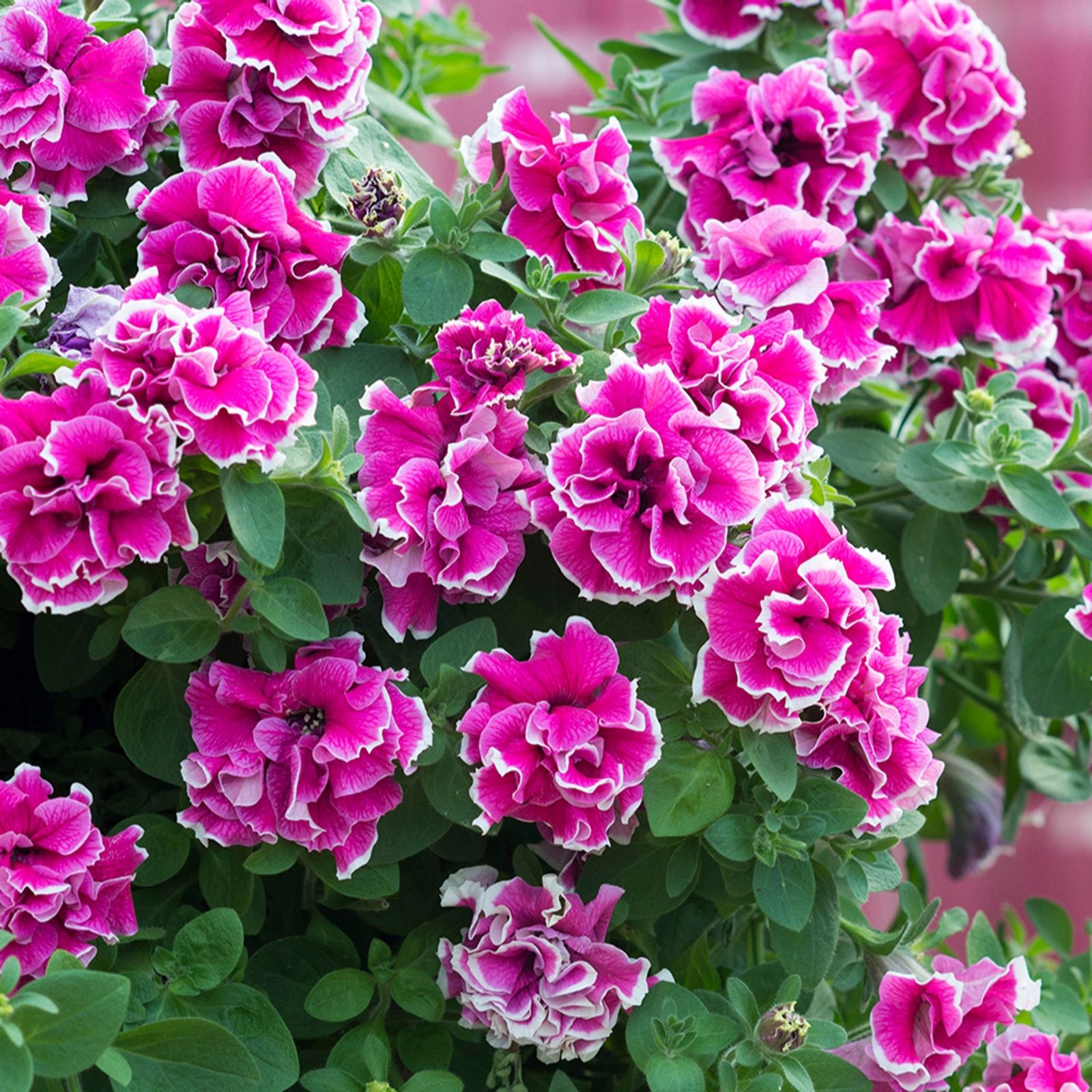 YouGarden Tumbelina Ruffles Collection plug plants x18 QVC UK