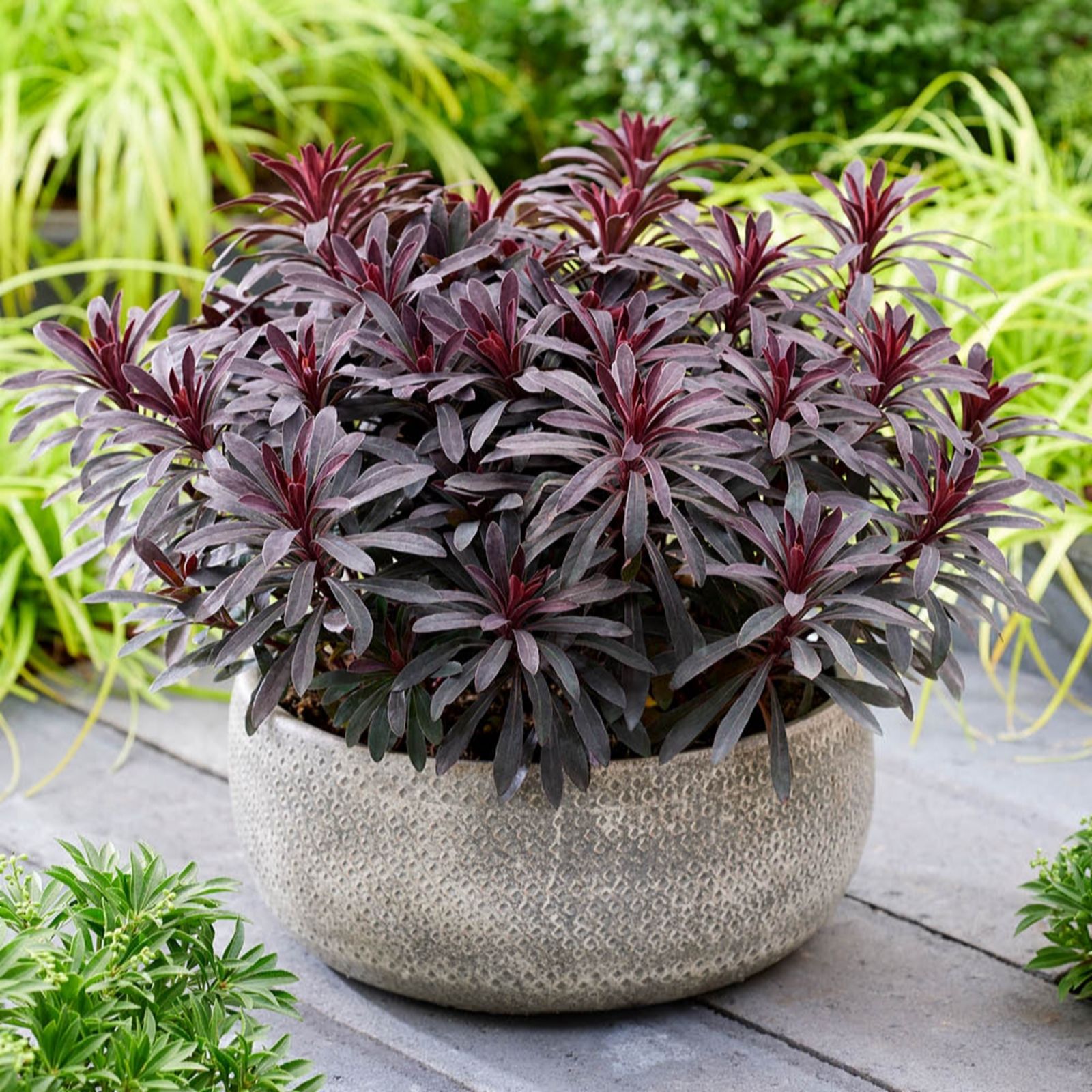 YouGarden Euphorbia 'Miners Merlot' in a 3L pot