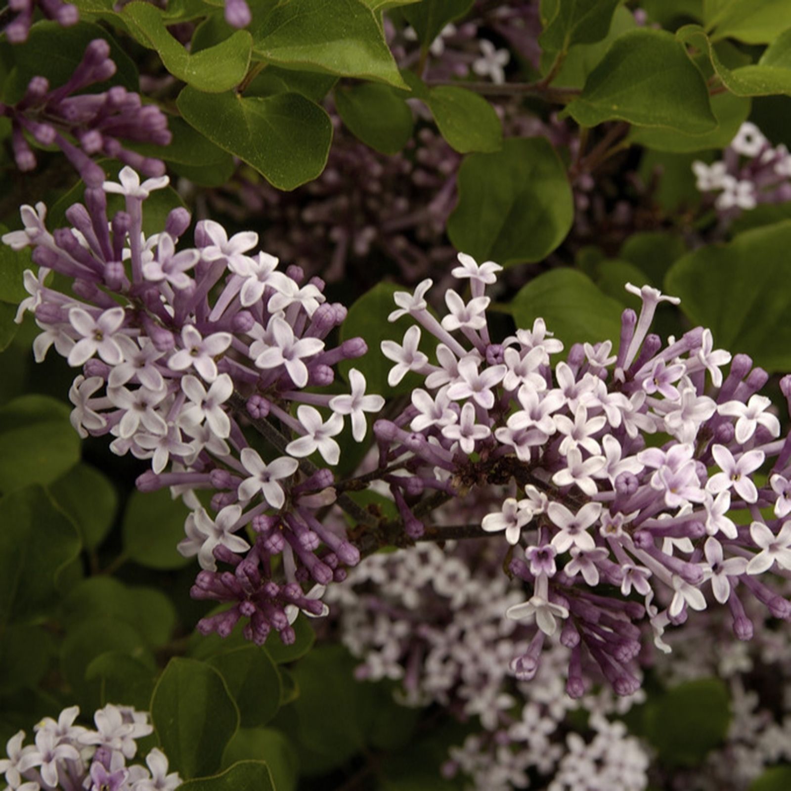 YouGarden Syringa 'Palibin' in a 3L pot