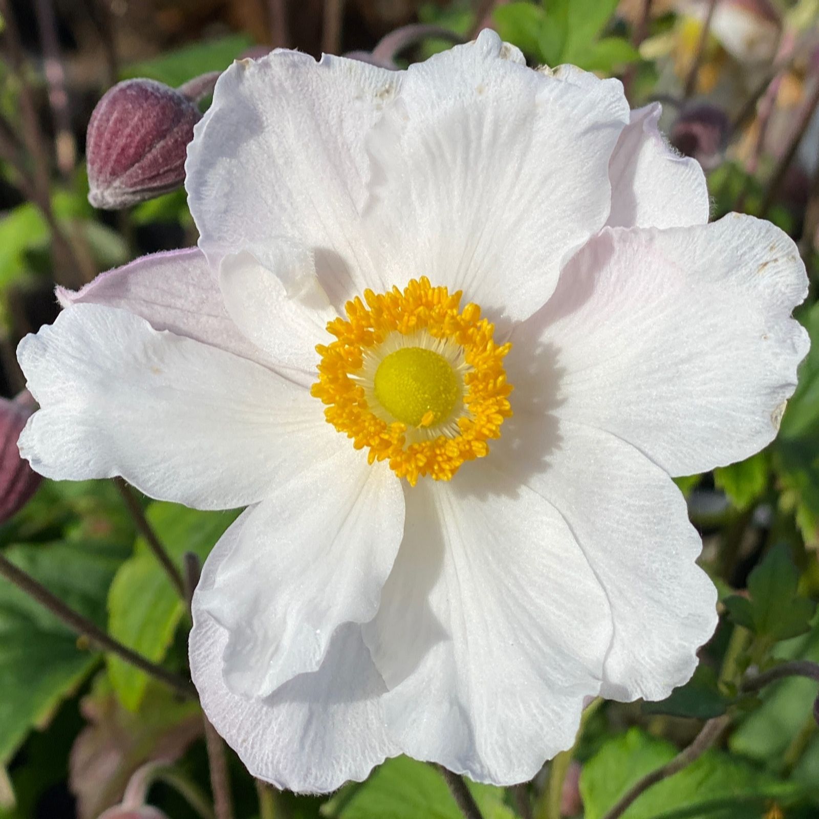 Richard Jackson Anemone hupehensis Fantasy Elsa 2lt