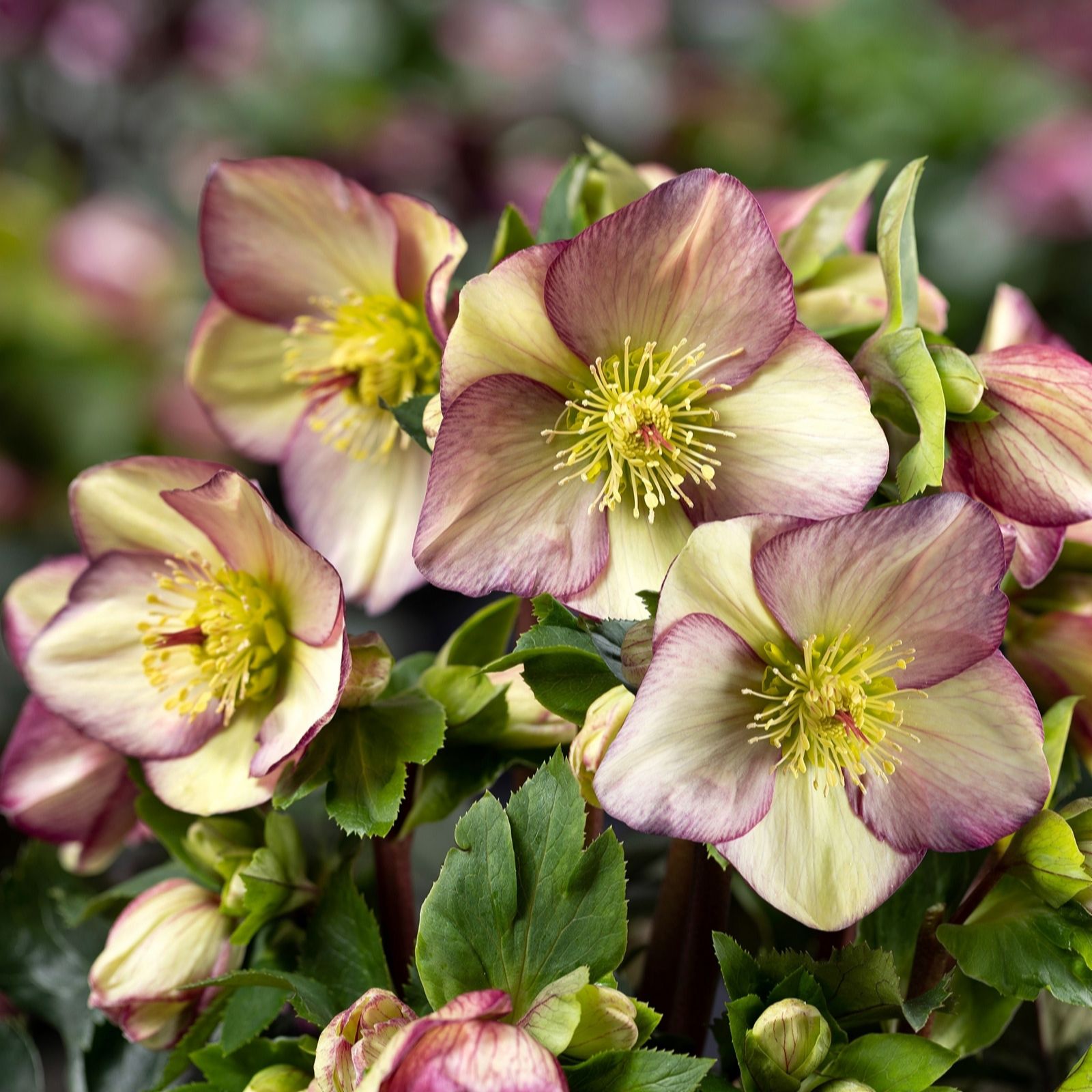 Richard Jackson Helleborus Ice N Roses Purple Sunrise 1x 2L Pot