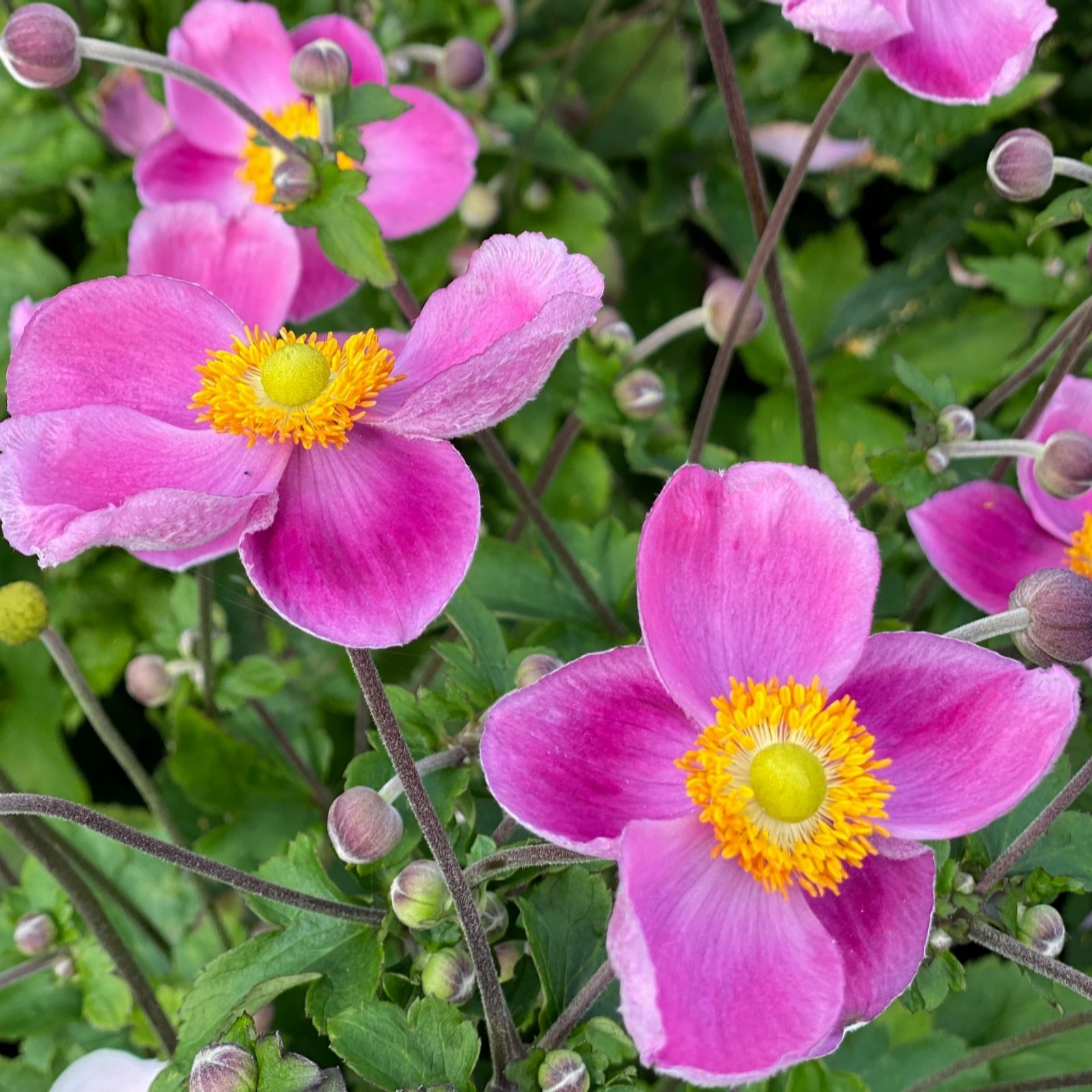 Richard Jackson Anemone Royal Pink 2l pot